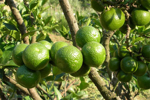 chinotto_di_savona
